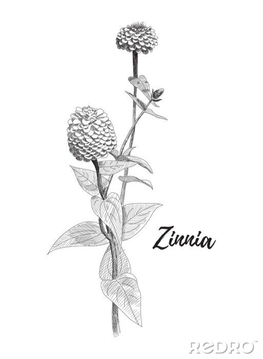 Poster zwart-wit zinnia