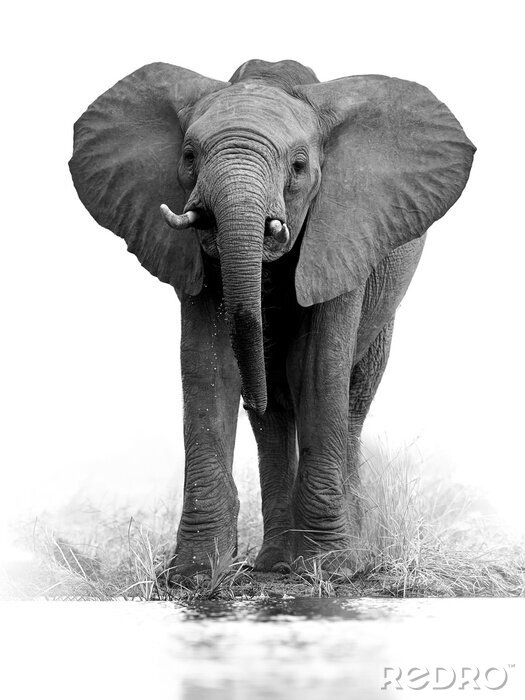 Poster Zwart-witfoto van een Afrikaanse olifant