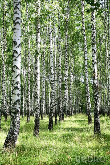 Poster Zwart-witte berken in de zon
