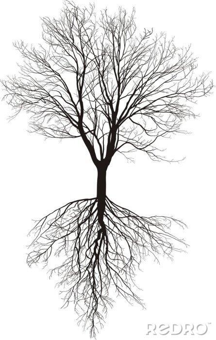 Poster Zwart-witte boom met zichtbare wortels