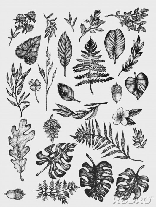 Poster Zwart-witte botanische schets van rozemarijn