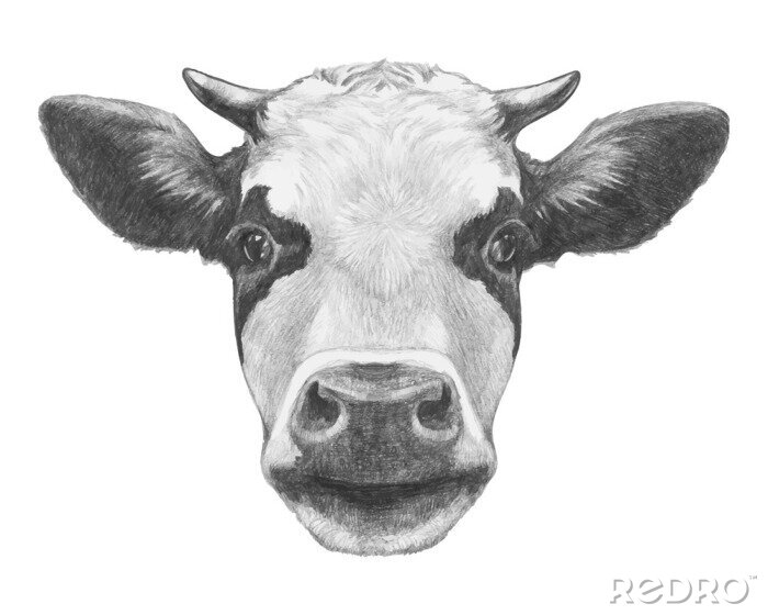 Poster Zwart-witte koeienkop