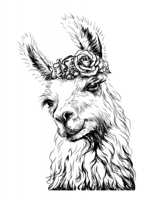 Poster Zwart-witte lama met een krans op zijn kop