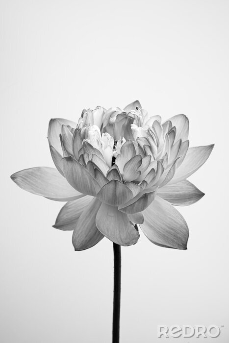 Poster Zwart-witte lotusbloem