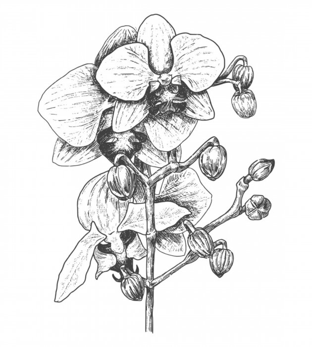 Poster Zwart-witte orchidee