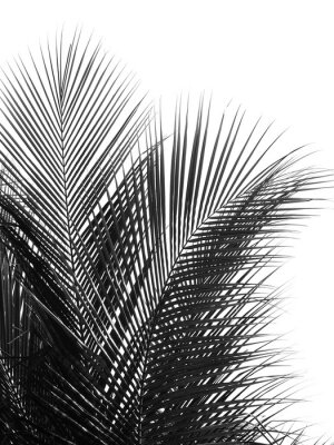 Poster Zwart-witte palmbladeren