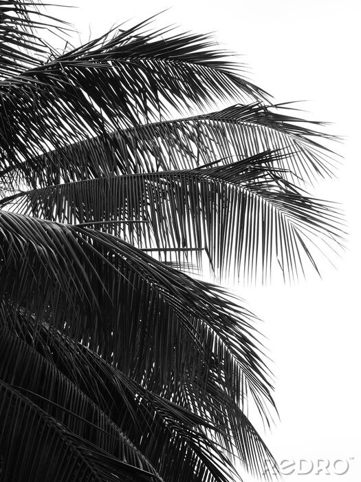 Poster Zwart-witte palmbladeren close-up