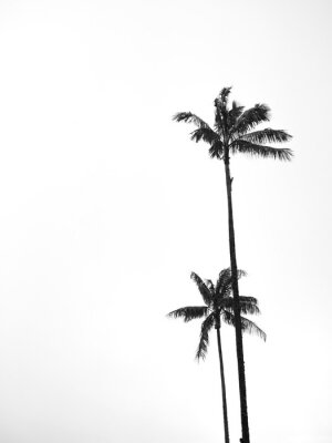 Poster Zwart-witte palmbomen op een lichte achtergrond