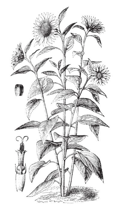 Poster Zwart-witte zonnebloemen die uit de grond groeien