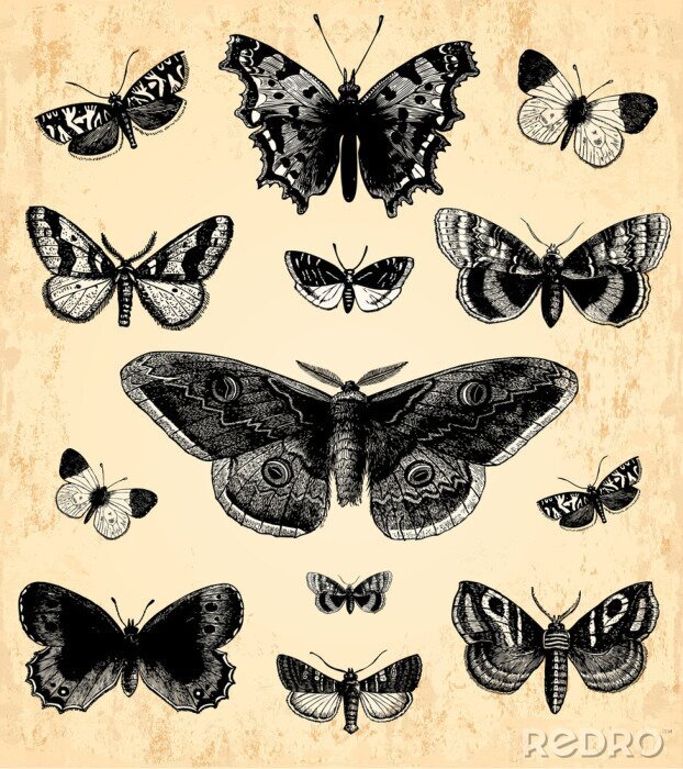 Poster Zwarte afbeeldingen van vlinders en motten