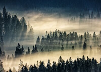 Zwarte bomen gehuld in geelachtige mist