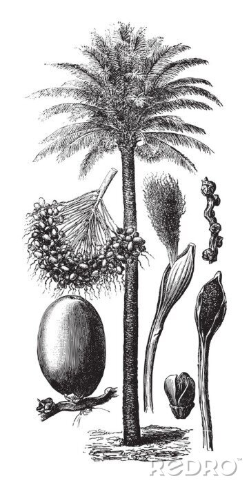 Poster Zwarte en witte illustratie van een palmboom uit een atlas