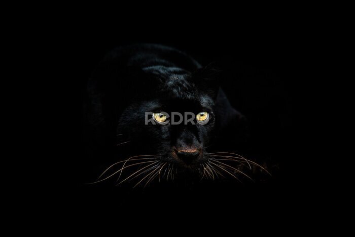 Poster Zwarte panter in het donker