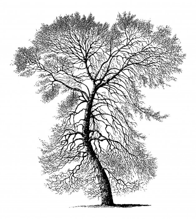 Poster Zwarte populiergrafiek in schetsstijl