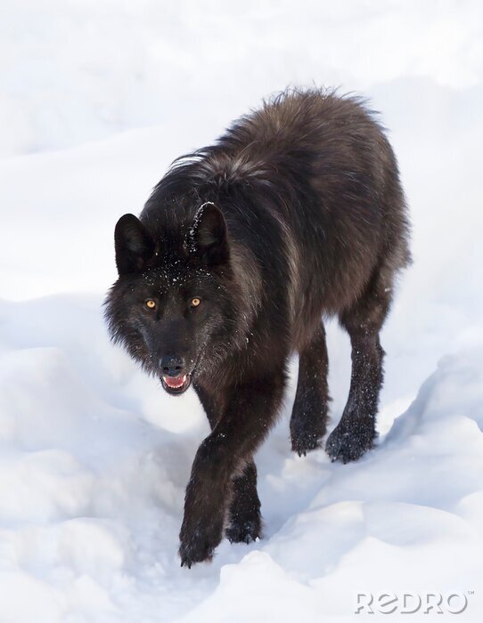 Poster Zwarte wolf in de sneeuw