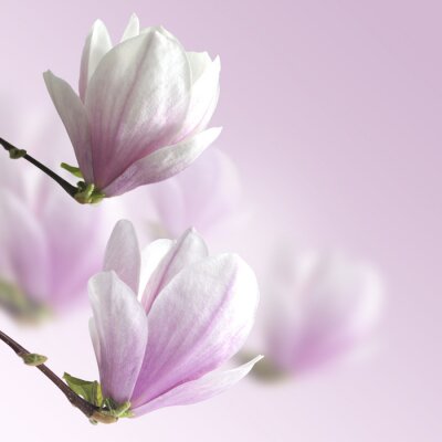 Sticker 3D bloemen in roze