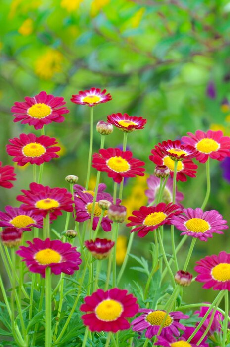 Sticker 3D bloemen met rode bloemblaadjes