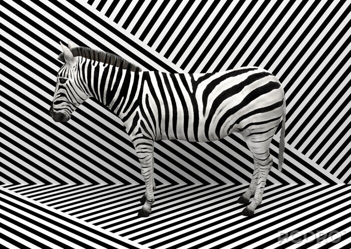 Sticker 3D illustratie met zebra