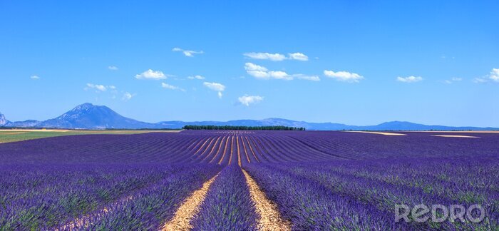Sticker 3D lavendel op een Frans veld