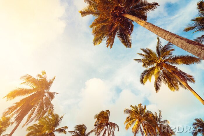 Sticker 3D palmbomen op hemelachtergrond