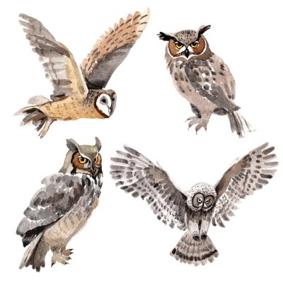 Sticker 3d uilen op waterverf