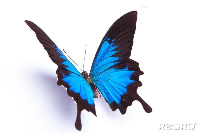 Sticker 3D vlinder op witte achtergrond