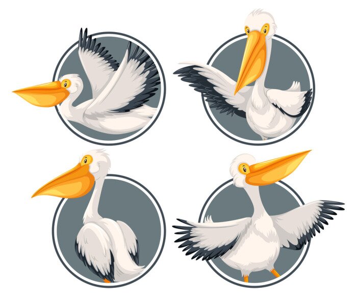 Sticker A pelican on sticker template