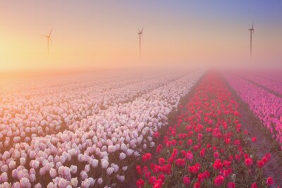 Sticker Aanplanting van rode en roze tulpen