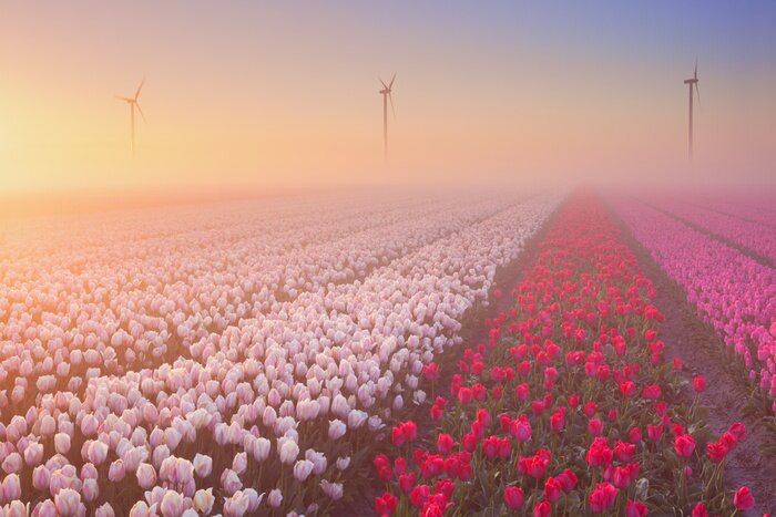 Sticker Aanplanting van rode en roze tulpen