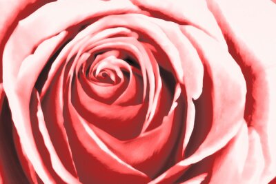 Sticker Abstract pink rose watercolour painting