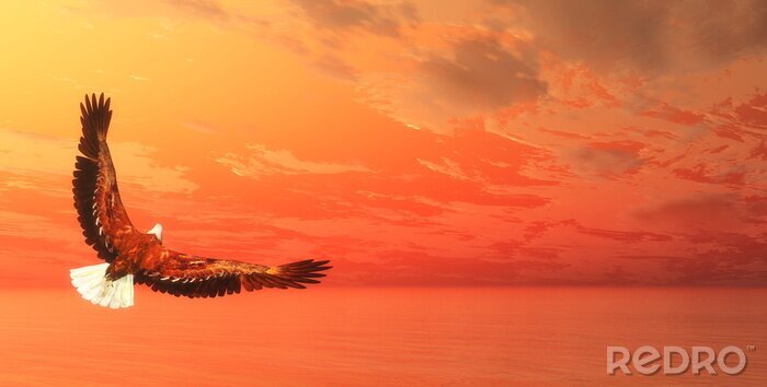 Sticker Adelaar op de achtergrond van oranje lucht