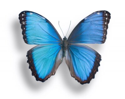 Sticker Afbeelding van blauw vlindertje