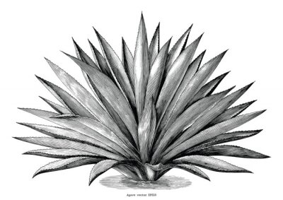 Sticker Afbeeldingen die een zich verspreidende agave tonen