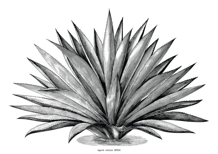 Sticker Afbeeldingen die een zich verspreidende agave tonen