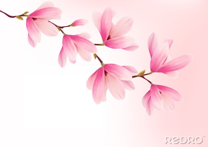 Sticker Afbeeldingen met een roze magnolia