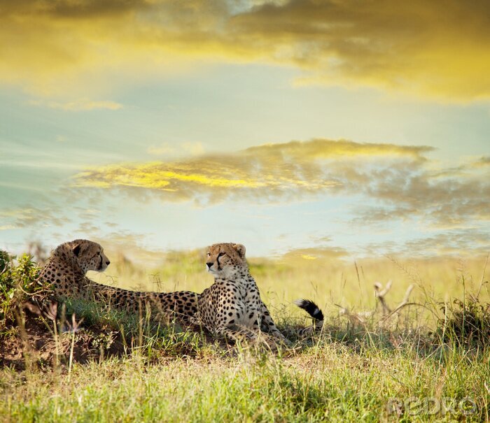 Sticker Afrikaans landschap op de achtergrond van wolken