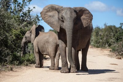 Sticker Afrikaanse Olifanten in Zuid-Afrikaanse Park