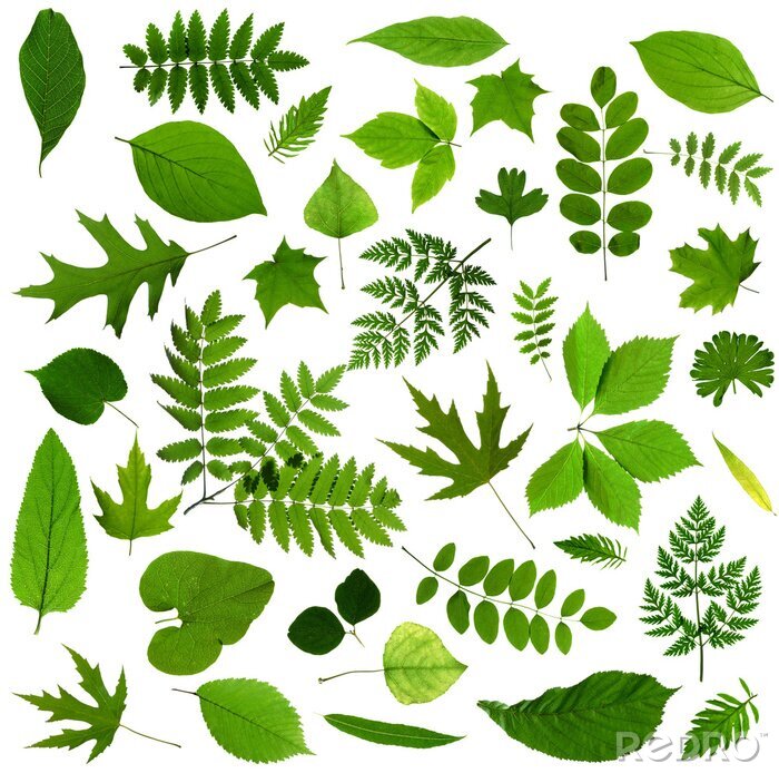 Sticker Alle soorten van groene bladeren