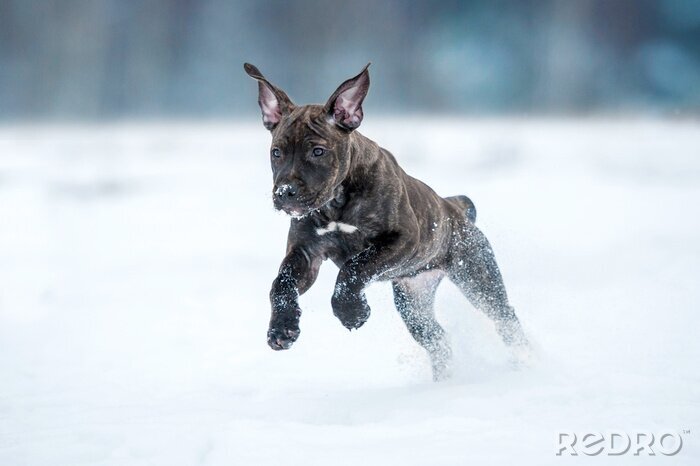 Sticker American Staffordshire Terrier puppy loopt in de winter