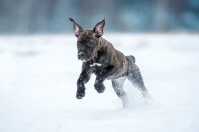 Sticker American Staffordshire Terrier puppy loopt in de winter