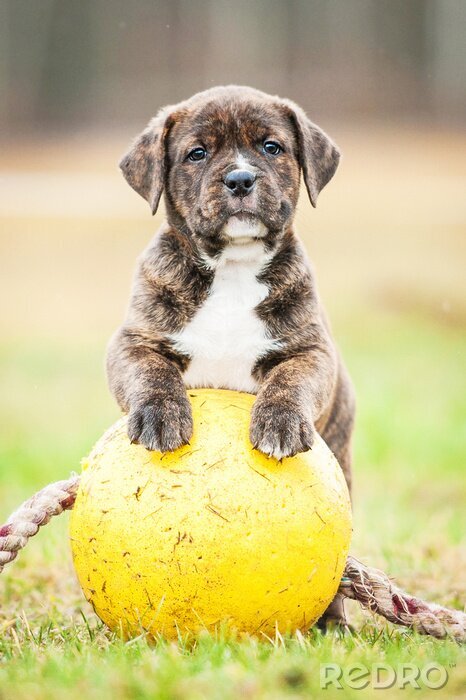 Sticker American Staffordshire Terrier puppy met een bal