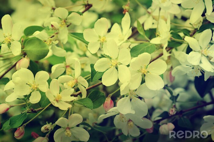 Sticker Apple bloesem natuur thema