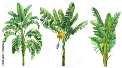 Sticker Aquarel bananenbomen op een witte achtergrond