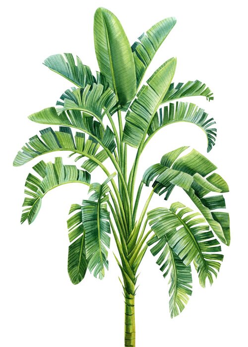 Sticker Aquarel bananenboom op een witte achtergrond