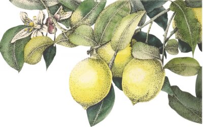 Sticker aquarel citroenen vector