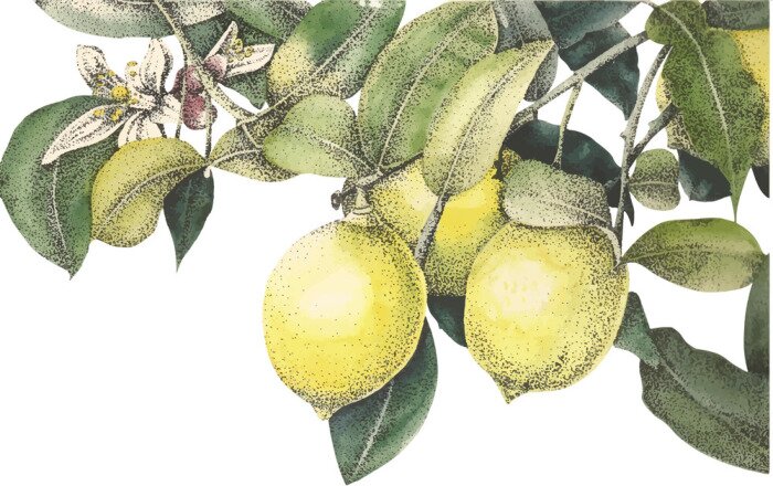 Sticker Aquarel citroenen vector