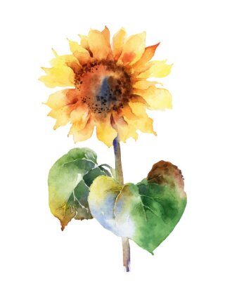 Sticker Aquarel met een zonnebloem
