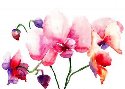 Aquarel orchidee met gemengde kleuren
