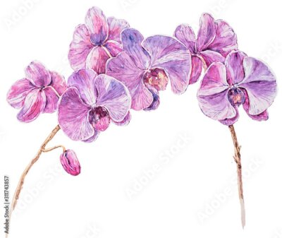 Sticker Aquarel orchideeënbloemen in paars