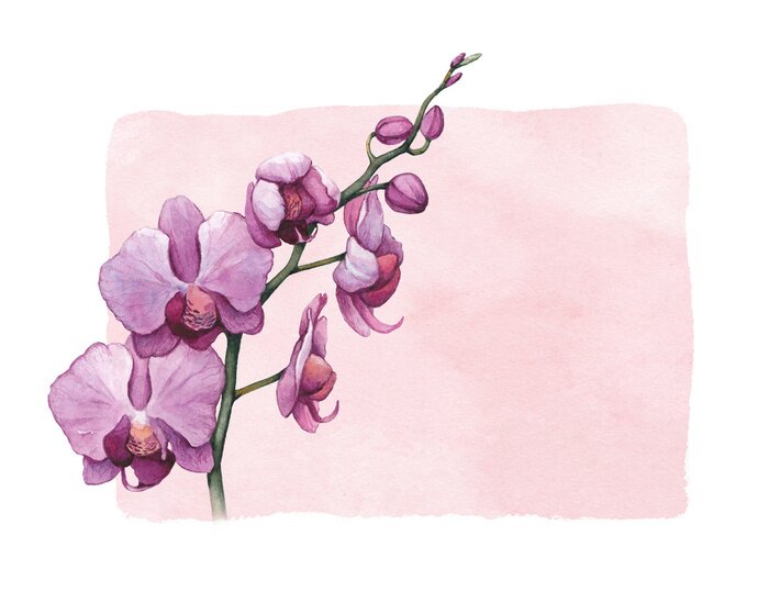Sticker Aquarel orchideeënbloemen op een roze achtergrond